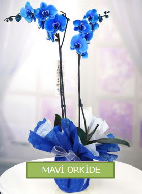 2 dall mavi orkide  Ankara iek online iek siparii 