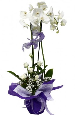 2 dall beyaz orkide 5 adet beyaz gl  Ankara 14 ubat sevgililer gn iek 