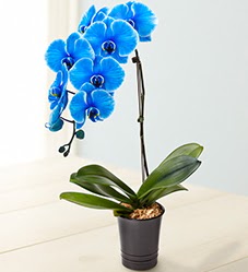 1 dall sper esiz mavi orkide  Ankara iek siparii vermek 