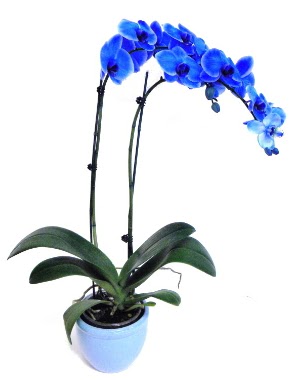 Seramikli 2 dall sper esiz mavi orkide  Ankara internetten iek siparii 