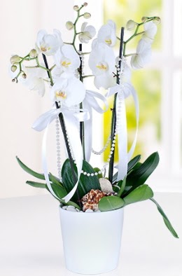 3 dall beyaz orkide  Ankara iek gnderme  