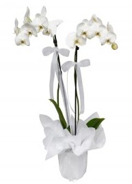 2 dall beyaz orkide  Ankara cicek , cicekci 