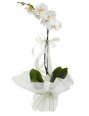 1 dal beyaz orkide iei  Ankara iek maazas , ieki adresleri 