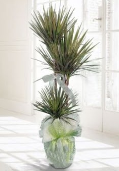 Marginata Tricolor ��l� Saks� bitkisi  Ankara �i�ek ma�azas� , �i�ek�i adresleri 