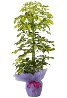 Schefflera Tekli �� mnekan saks� �i�e�i  Ankara 14 �ubat sevgililer g�n� �i�ek 