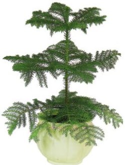 Araucaria Heterophylla i� mekan saks�  Ankara �i�ek sipari�i vermek 