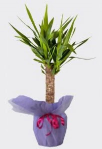 Yucca Tekli i� mekan saks� bitkisi  Ankara �i�ek servisi , �i�ek�i adresleri 