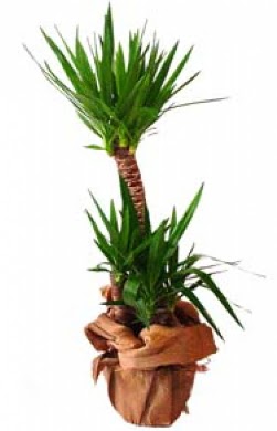 2 li yucca saks� �i�e�i  Ankara �i�ek sipari�i vermek 