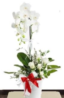 Tek dall beyaz orkide 5 beyaz gl  Ankara anneler gn iek yolla 