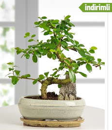 S eklinde ithal gerek bonsai japon aac  Ankara hediye sevgilime hediye iek 