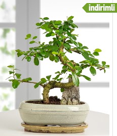 S �eklinde ithal ger�ek bonsai japon a�ac�  Ankara hediye sevgilime hediye �i�ek 