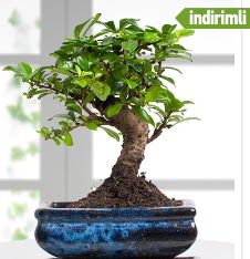 Bonsai japon a�ac�  Ankara �i�ek , �i�ek�i , �i�ek�ilik 