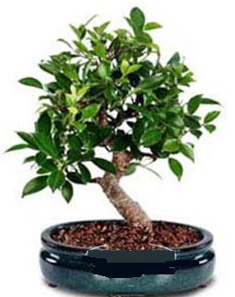5 ya��nda japon a�ac� bonsai bitkisi  Ankara �i�ek sipari�i sitesi 