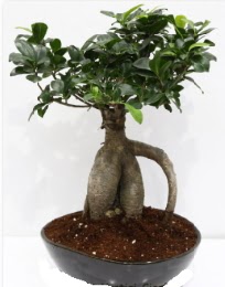 5 ya��nda japon a�ac� bonsai bitkisi  Ankara hediye sevgilime hediye �i�ek 
