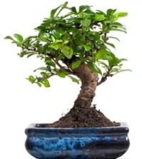 5 yanda japon aac bonsai bitkisi  Ankara iek , ieki , iekilik 