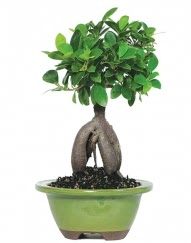 5 ya��nda japon a�ac� bonsai bitkisi  Ankara g�venli kaliteli h�zl� �i�ek 