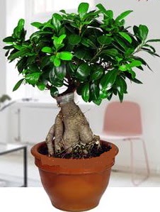 5 ya��nda japon a�ac� bonsai bitkisi  Ankara kaliteli taze ve ucuz �i�ekler 