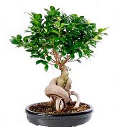 Bonsai Japon a�ac� saks� bitkisi  Ankara �i�ek�i ma�azas� 