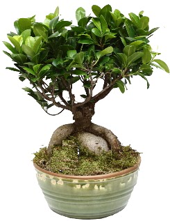 Japon aac bonsai saks bitkisi  Ankarada iek gnderme sitemiz gvenlidir 