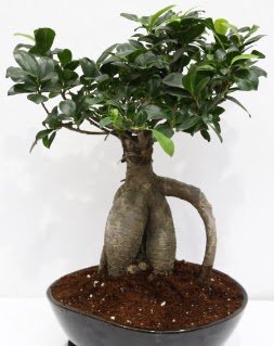 Japon a�ac� bonsai saks� bitkisi  Ankara �i�ek g�nderme 