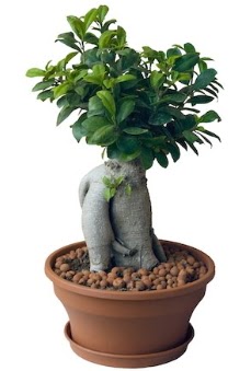 Japon a�ac� bonsai saks� bitkisi  Ankara �i�ek�i telefonlar� 