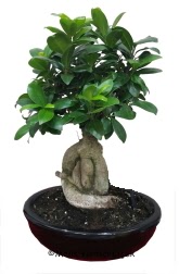 Japon a�ac� bonsai saks� bitkisi  Ankara �i�ek sat��� 