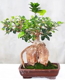 Japon a�ac� bonsai saks� bitkisi  Ankara �i�ek sat��� 