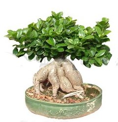 Japon a�ac� bonsai saks� bitkisi  Ankara �i�ek�i telefonlar� 