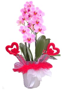 2 dall� mor orkide 2 kalp �ubuk  Ankara hediye �i�ek yolla 