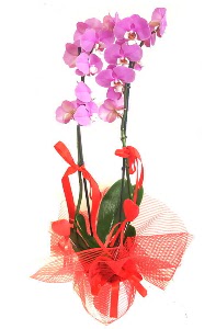2 dall mor orkide bitkisi  Ankara iek , ieki , iekilik 