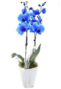2 dall� A�ILI mavi orkide  Ankara �i�ek , �i�ek�i , �i�ek�ilik 