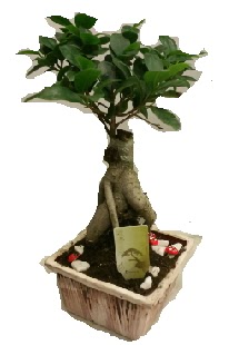 Japon a�ac� bonsai seramik saks�  Ankara �i�ek sipari�i vermek 