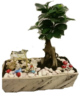 Japon a�ac� bonsai sat���  Ankara �i�ek sipari�i sitesi 