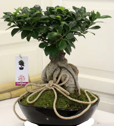 Japon aac bonsai sat  Ankara internetten iek siparii 