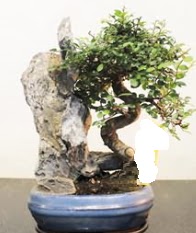 Japon aac bonsai saks bitkisi sat  Ankara hediye sevgilime hediye iek 