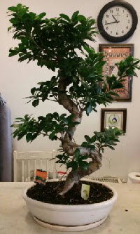 100 cm yksekliinde dev bonsai japon aac  Ankarada iek gnderme sitemiz gvenlidir 