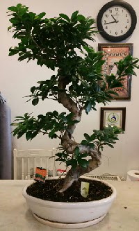 100 cm y�ksekli�inde dev bonsai japon a�ac�  Ankarada �i�ek g�nderme sitemiz g�venlidir 