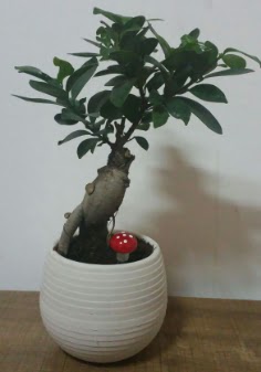 Bonsai japon a�ac� saks� �i�e�i  Ankara �nternetten �i�ek sipari�i 