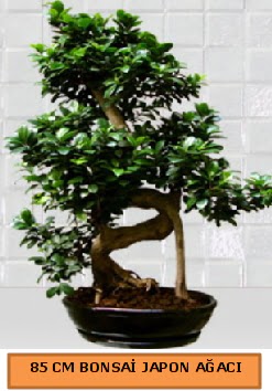 85 CM Japon a�ac� Bonsai saks� bitkisi  Ankara �i�ek sat��� 