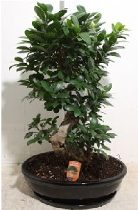 75 CM Ginseng bonsai Japon a�ac�  Ankara hediye �i�ek yolla 