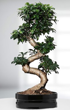 90 CM Japon A�ac� Bonsai saks� �i�e�i  Ankara cicek , cicekci 