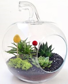 Elma Terrarium orta boy 5 kakt�s  Ankara hediye sevgilime hediye �i�ek 