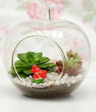 K���k elma terrarium 3 kakt�s  Ankara kaliteli taze ve ucuz �i�ekler 
