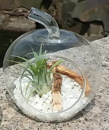 Elma k���k boy terrarium 1 kakt�s  Ankara 14 �ubat sevgililer g�n� �i�ek 