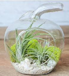 Elma terrarium k���k boy 2 kakt�s  Ankara �i�ek servisi , �i�ek�i adresleri 