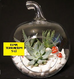 5 kakt�sl� Elma terrarium orta boy  Ankara kaliteli taze ve ucuz �i�ekler 
