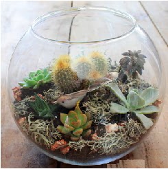 Cam fanusta 7 kakt�sl� terrarium  Ankara 14 �ubat sevgililer g�n� �i�ek 