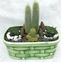 Seramik i�erisinde 5 kakt�sl� terrarium  Ankara �nternetten �i�ek sipari�i 