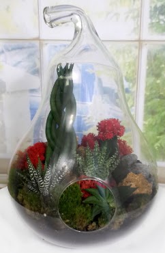 5 adet kakt�s orta boy armut terrarium  Ankara anneler g�n� �i�ek yolla 