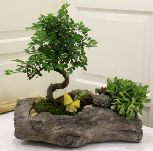 A�a� k�t�k i�erisinde Bonsai ve Kakt�s  Ankara hediye sevgilime hediye �i�ek 